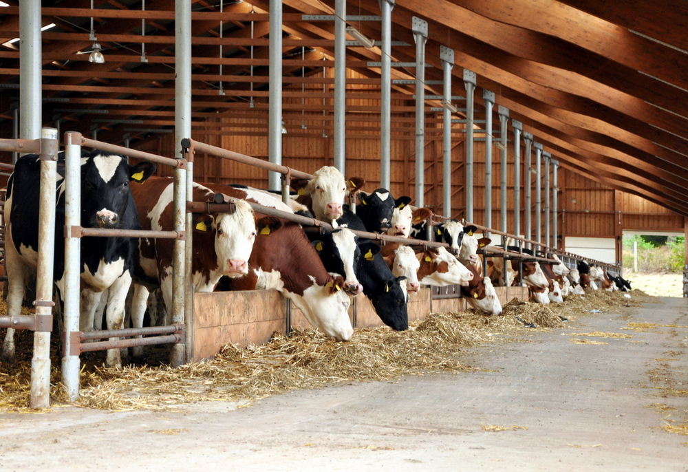 Cow comforts: keeping your cattle productive in winter housing