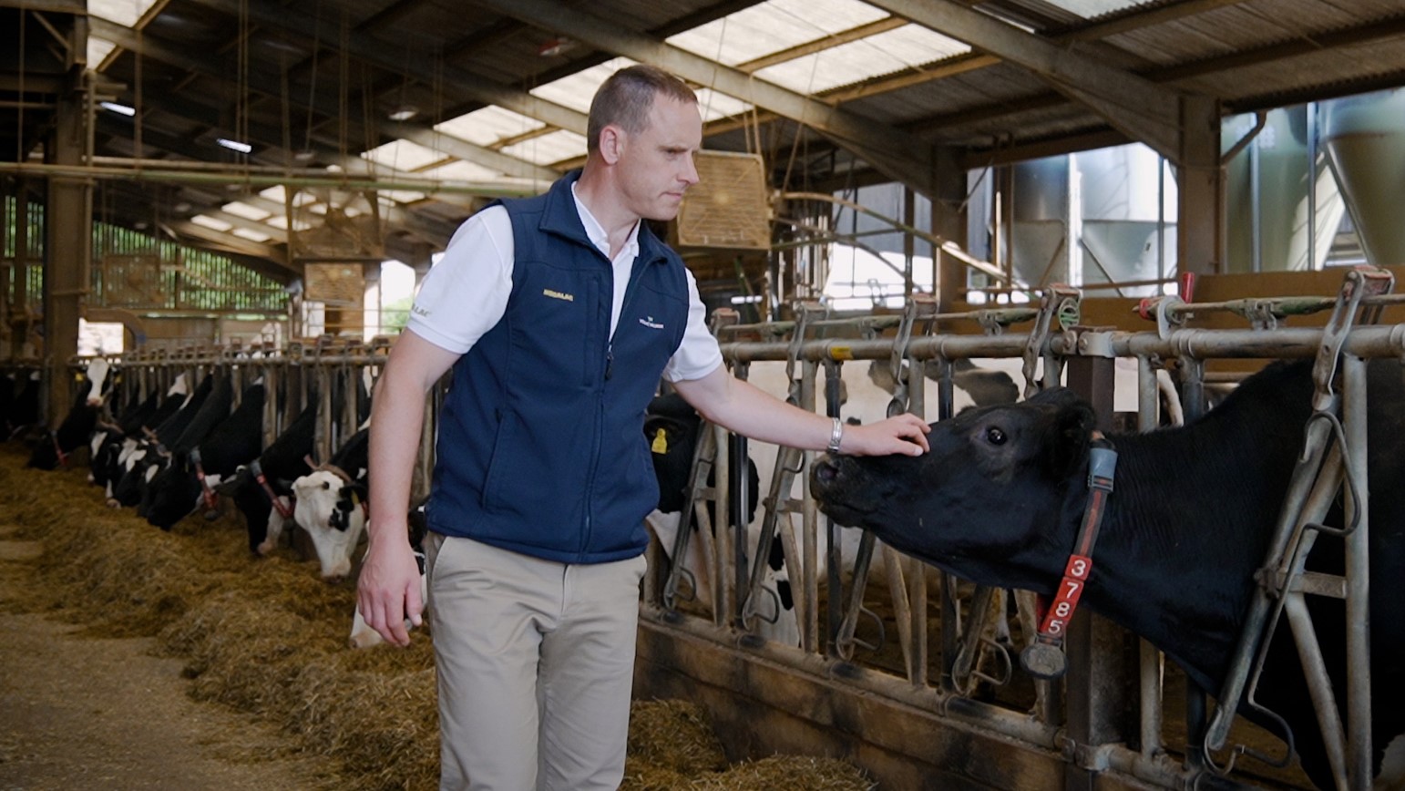 Dr Richard Kirkland with dairy cows.