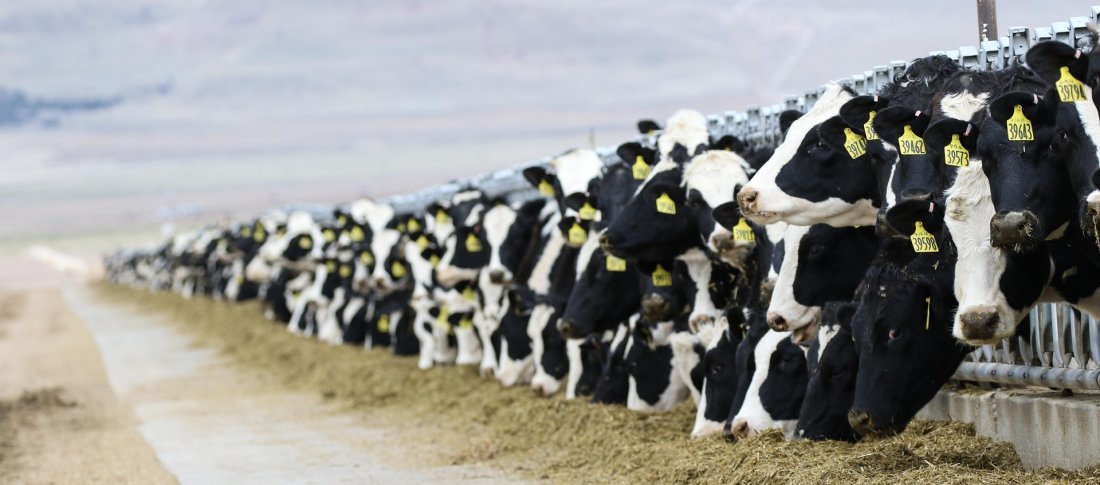 Cows 3576078 1920 banner