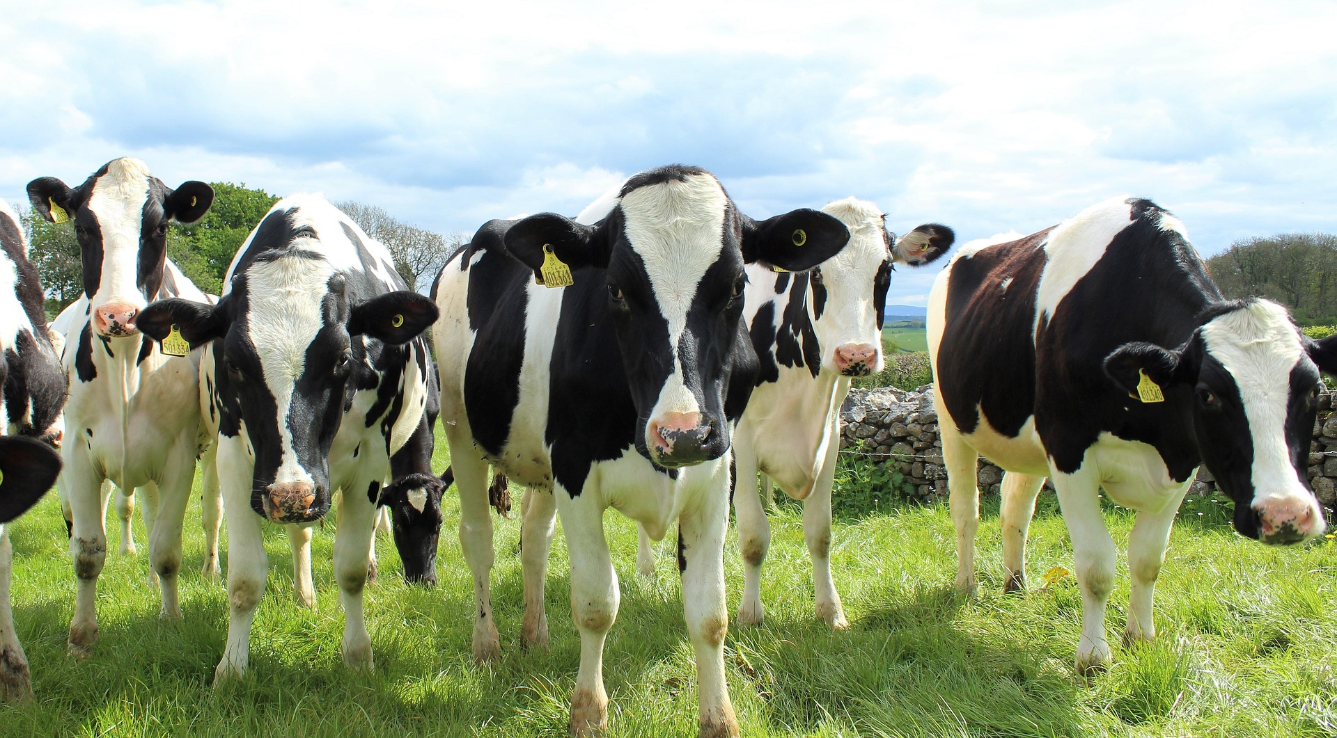 Holstein Cattle Spring Turnout